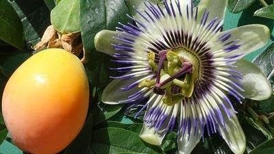 passieflora klimplant, Tuin en Terras, Ophalen, Zomer