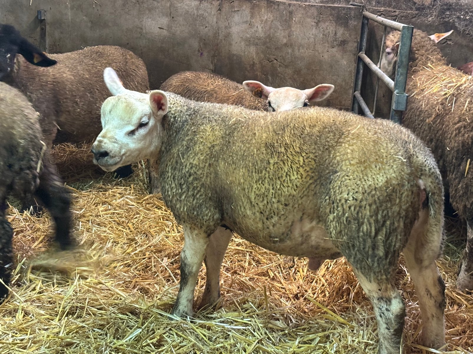 Engelse texel ramlammeren, Animaux & Accessoires, Moutons, Chèvres & Cochons, Mâle, Mouton, 0 à 2 ans