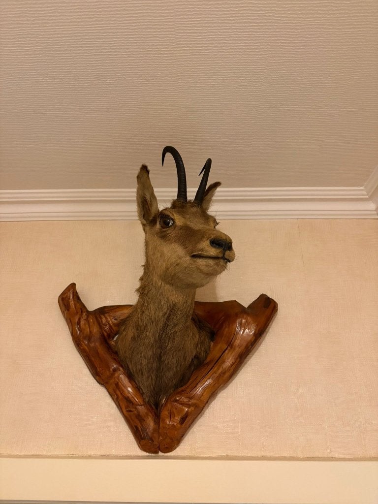 Prachtige opgezette gems kop – Taxidermie jachttrofee, Ophalen