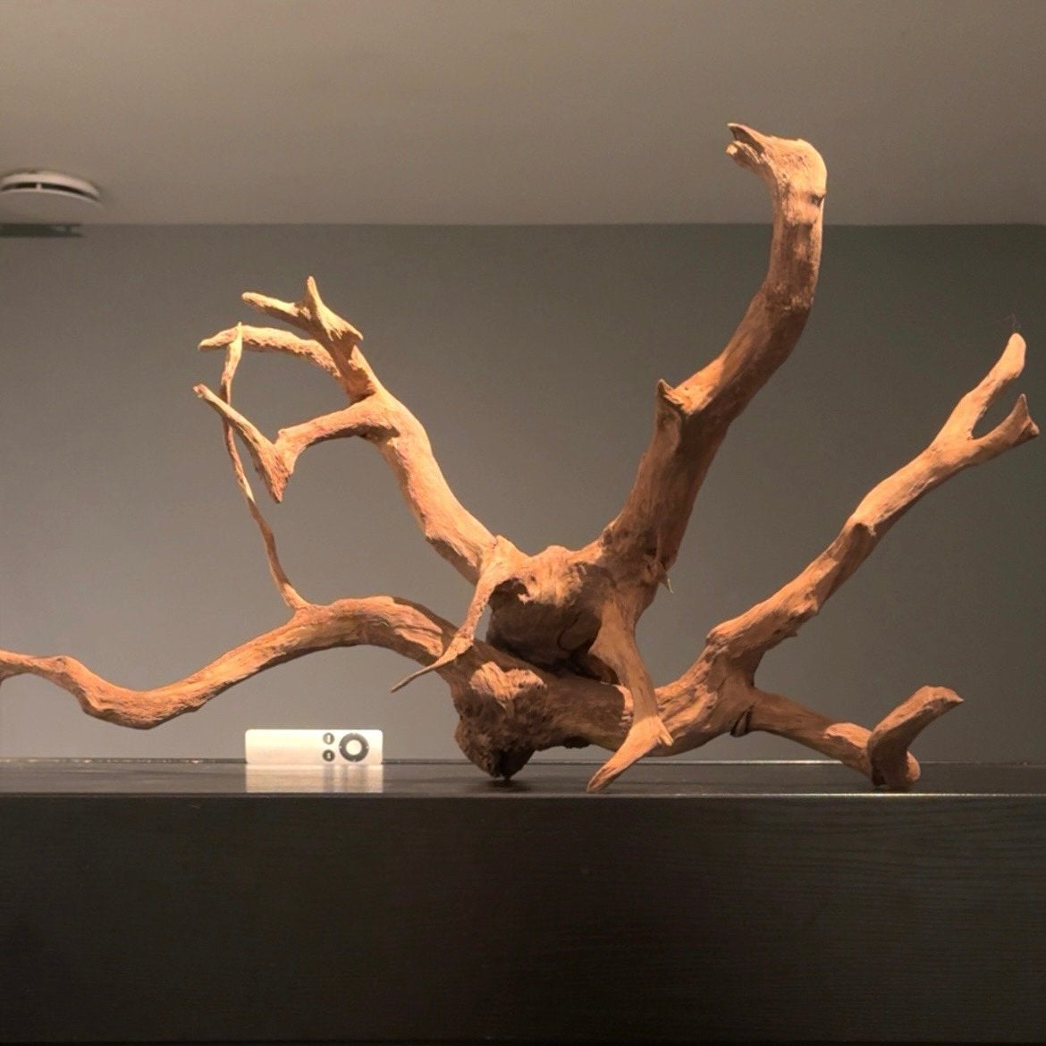 XXL Stuk Spiderwood / Driftwood / Kienhout, Hout Decoratie, Ophalen of Verzenden, Zo goed als nieuw, Decoratie