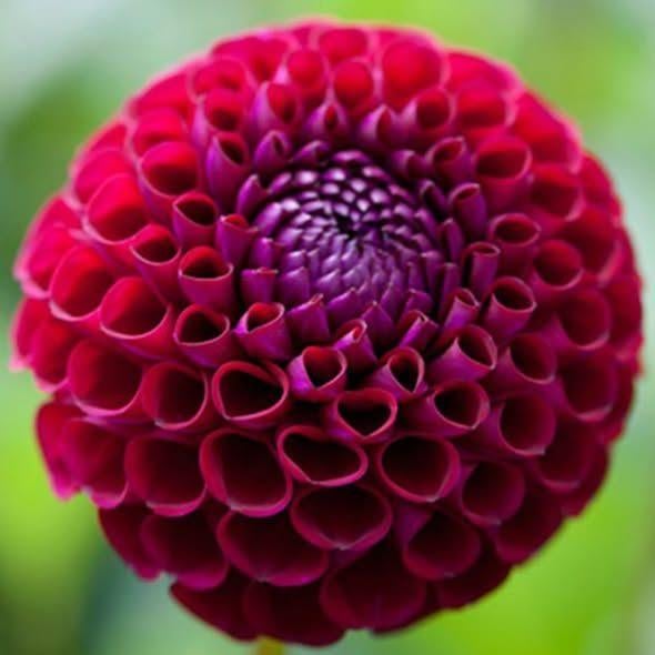 dahliaknollen, Ophalen, Voorjaar, Volle zon, Knol