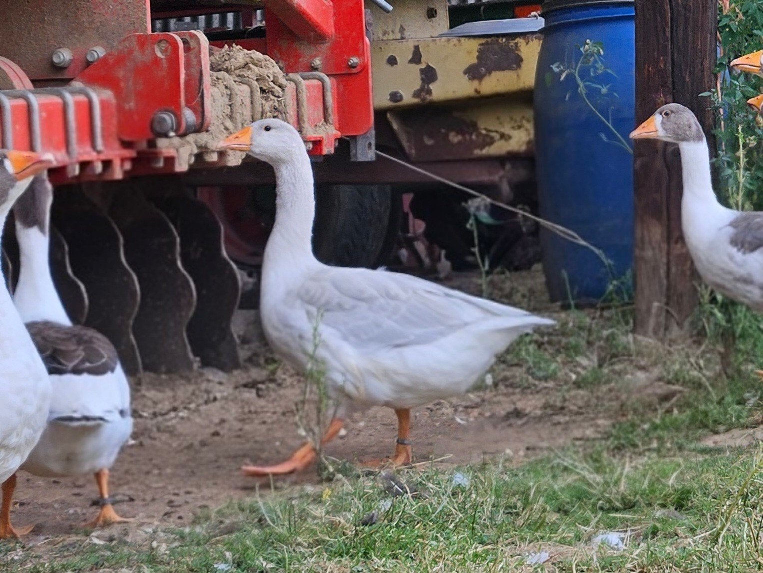 Oies bleues, Animaux & Accessoires, Volatiles, Femelle, Oie ou Cygne