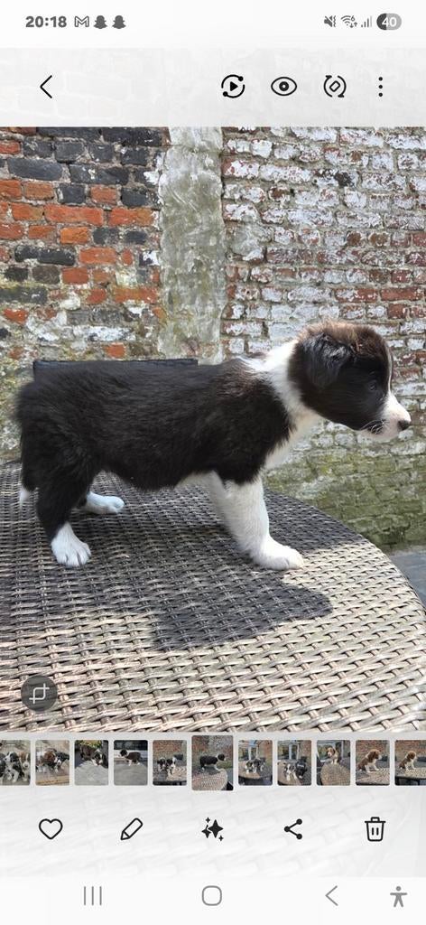 Border collie pups, Belgique, 8 à 15 semaines, Colley, Plusieurs