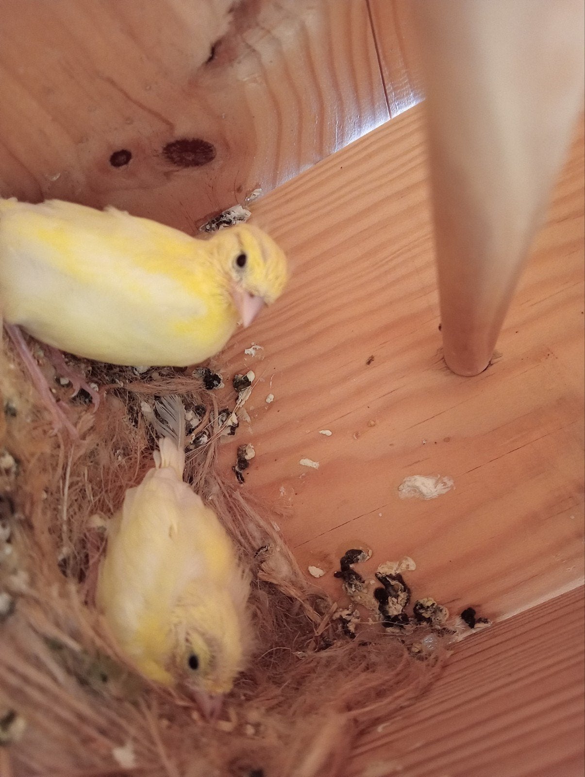 Gele kanarie, Dieren en Toebehoren