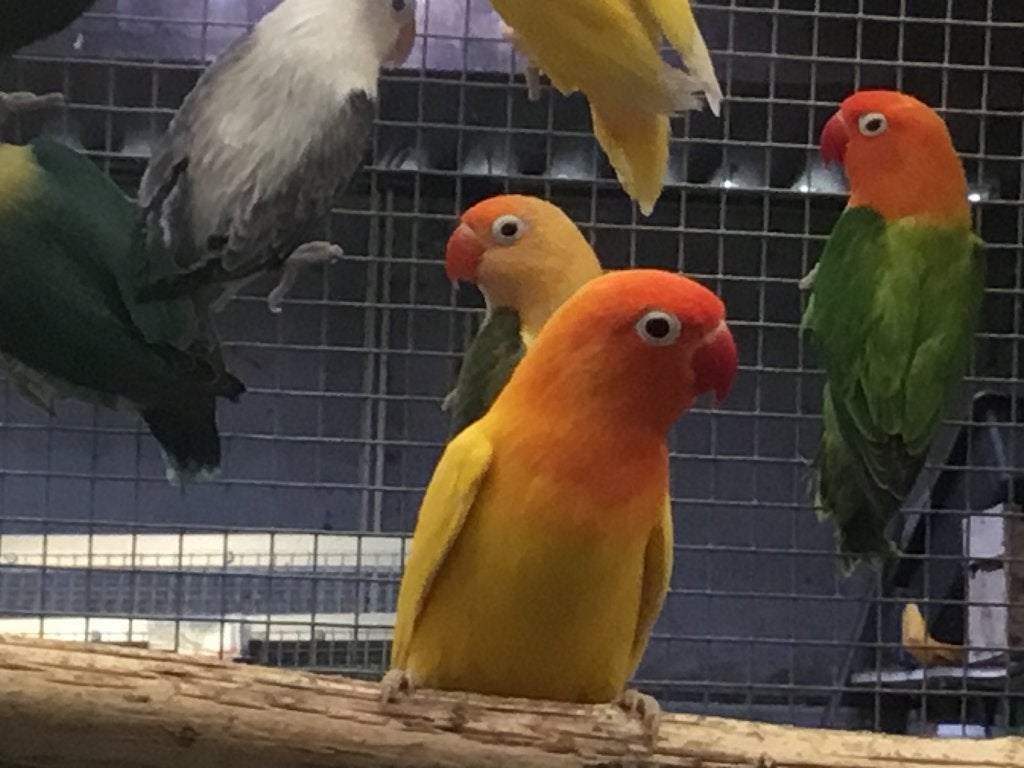 Ficheries, Dieren en Toebehoren, Meerdere dieren, Parkiet