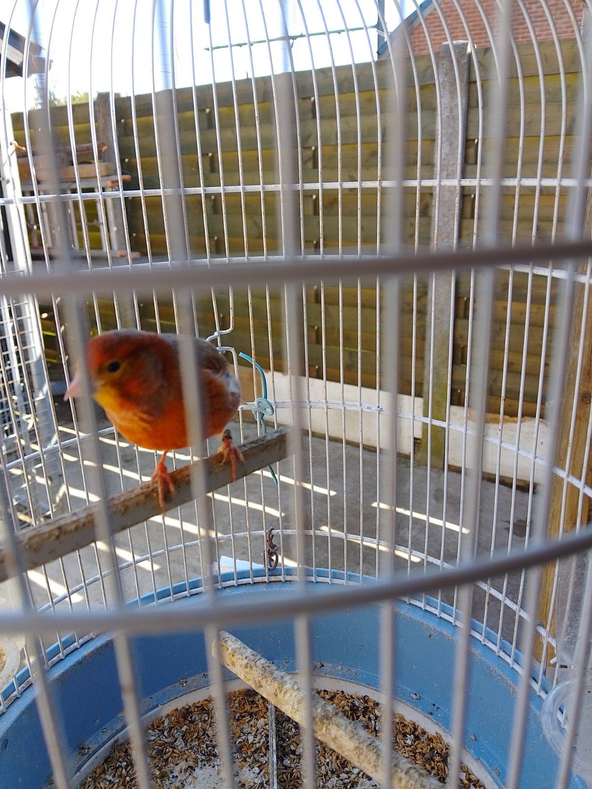 Zeer goed fluitende KLEURKANARIES geringd met of zonder KOOI, Meerdere dieren, Zangkanarie