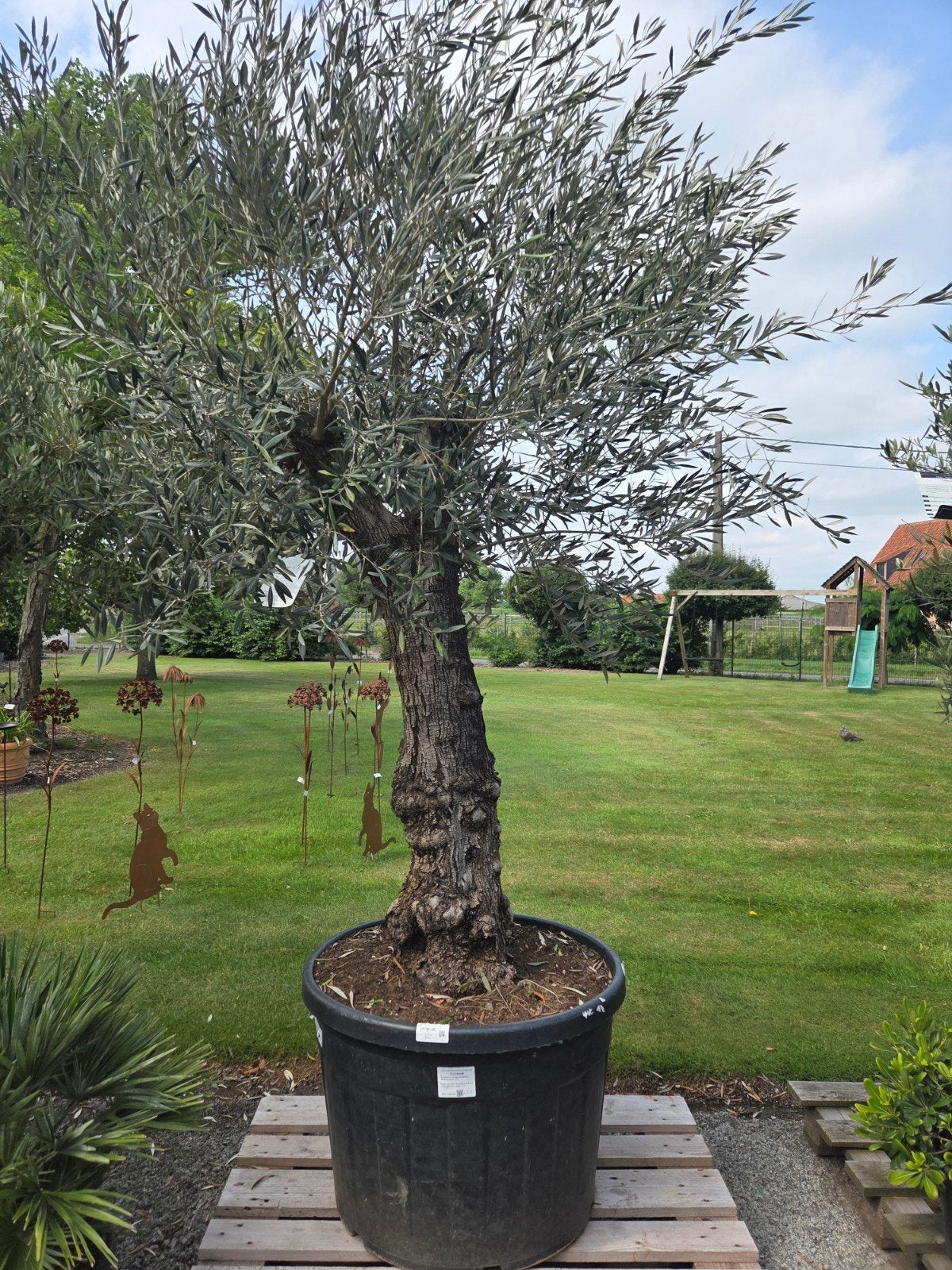 Olijfboom Olea Europaea, Tuin en Terras, Planten | Bomen, Ophalen, Olijfboom