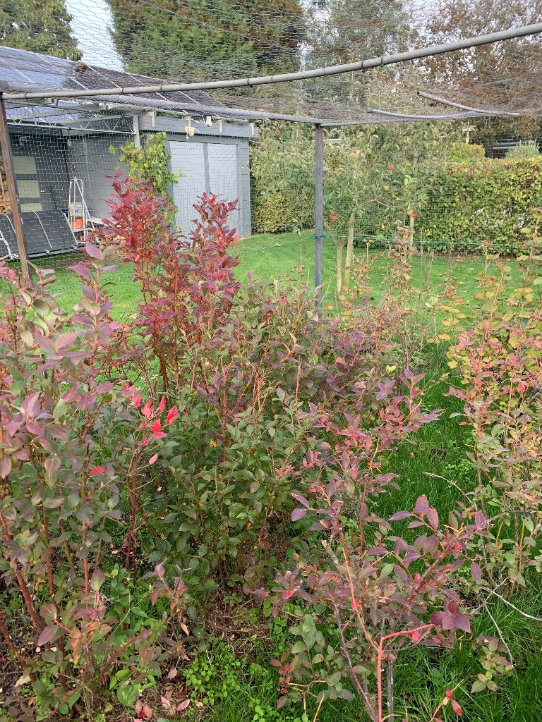 bosbessen, Ophalen, Minder dan 100 cm, Lente, Overige soorten