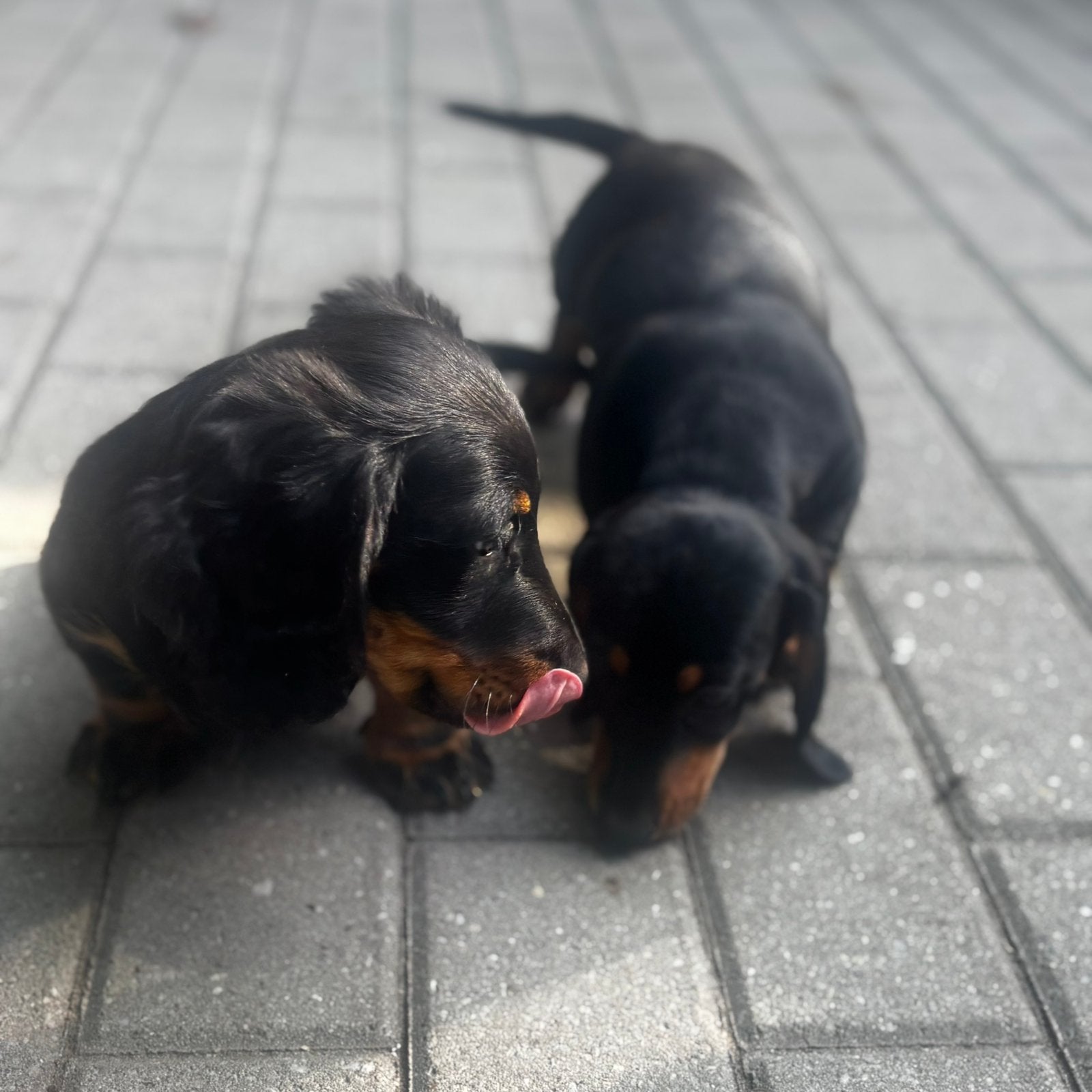 Chiot teckel à poil long super mignon, élevé à la maison !, Chien (mâle), Maladie de Carré (chiens), Belgique, 8 à 15 semaines
