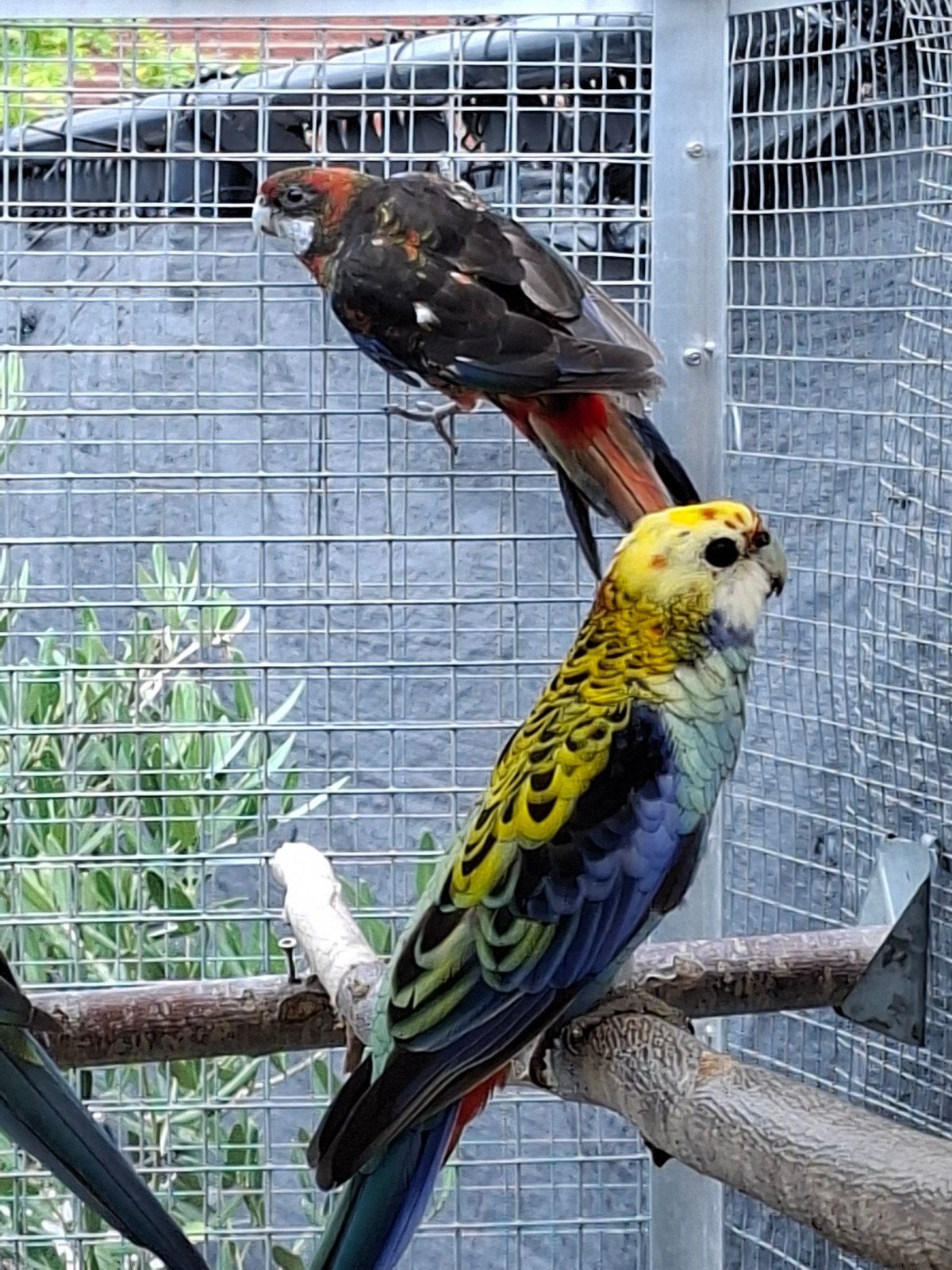 rosella parkieten