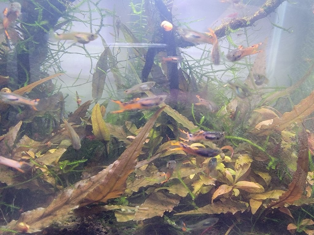 Guppy Endler, 4 pour 5€, Animaux & Accessoires, Poisson, Poisson d'eau douce
