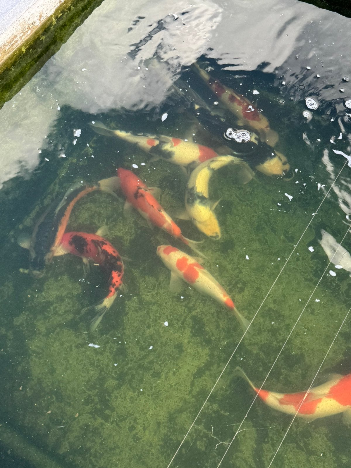 10 top japanse koi, Dieren en Toebehoren, Vissen | Vijvervissen, Karper of Koi