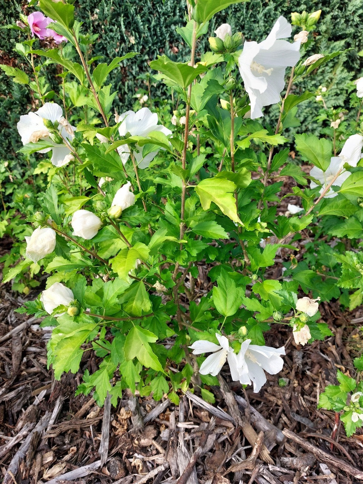 hibiscusplanten met witte bloemen, Ophalen of Verzenden