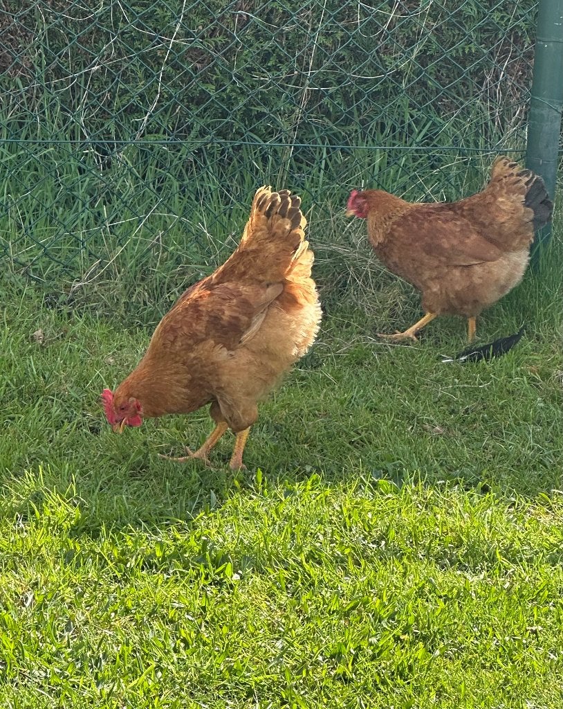 New Hampshire hennen, Femelle, Poule ou poulet