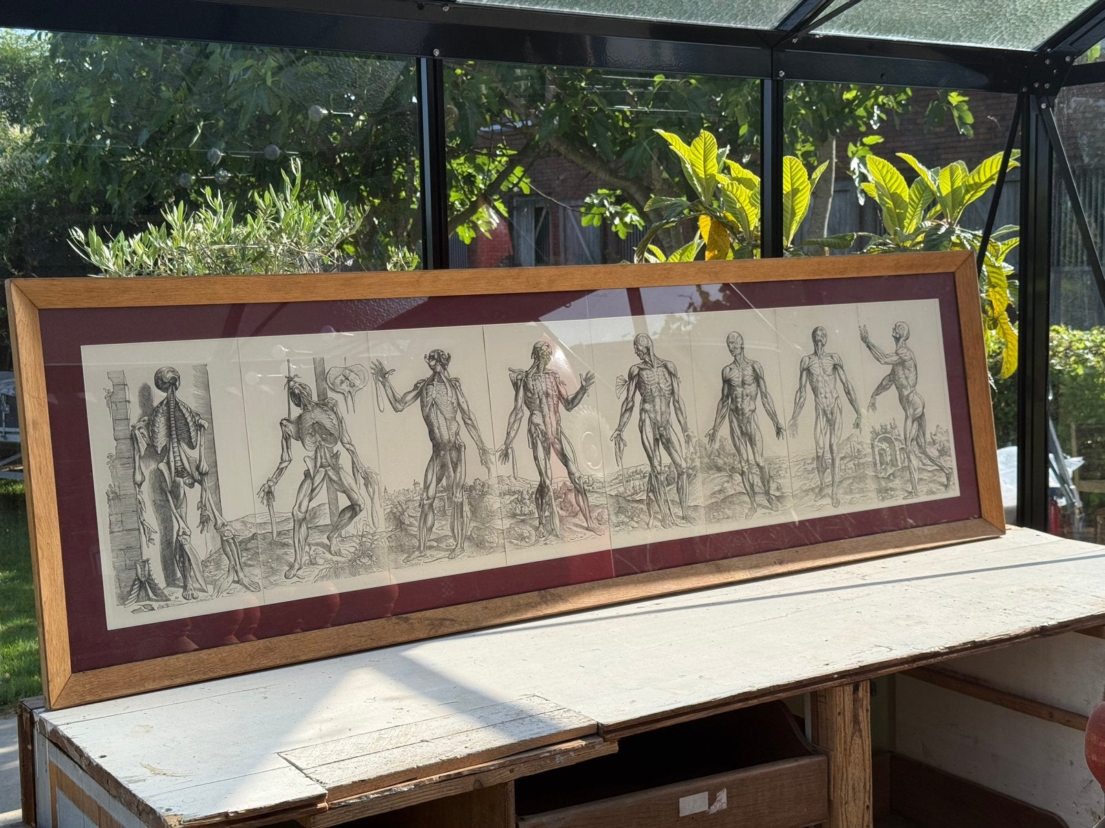 Œuvres anatomiques, deux pièces en chêne, verre, Enlèvement