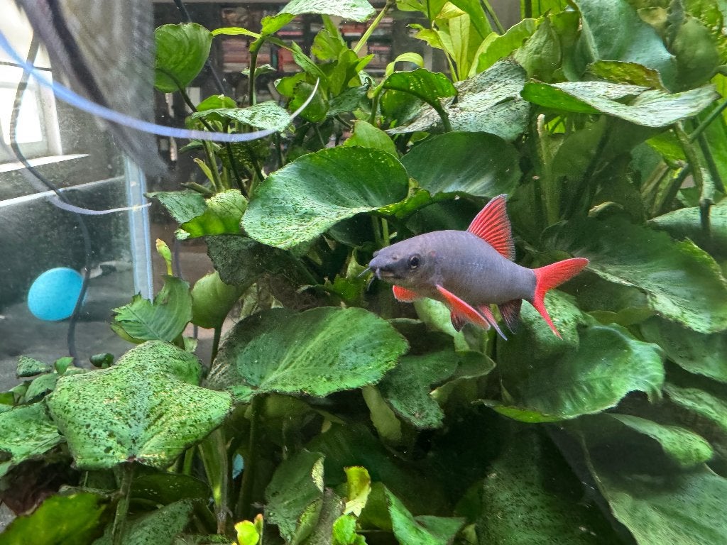 643L maatwerk kamer scheiding aquarium compleet — Zoersel, Aquarium d'eau douce rempli, Enlèvement, Utilisé, Poissons inclus