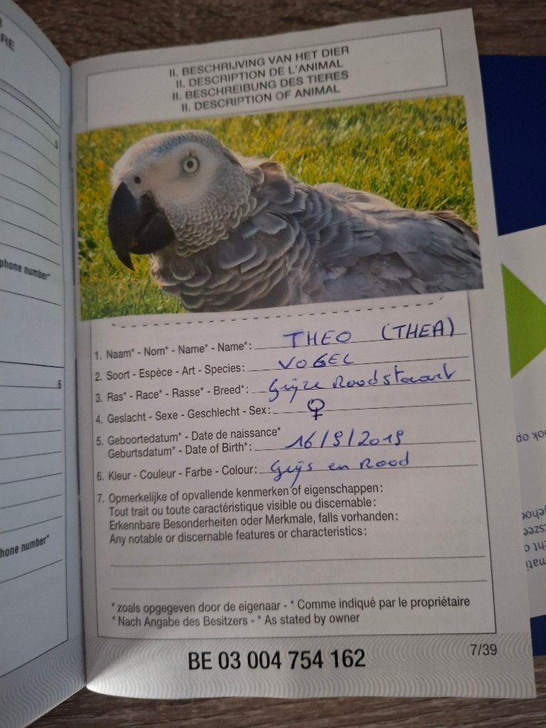 Grijze roodstaart, Dieren en Toebehoren, Vrouwelijk, Papegaai, Pratend