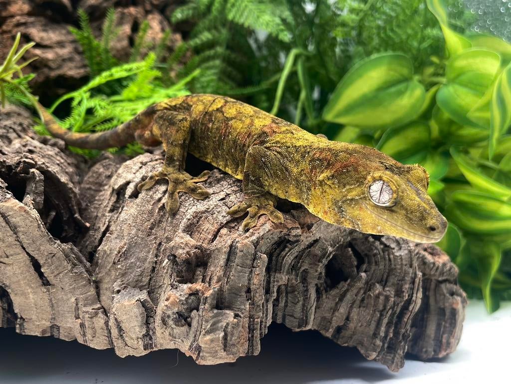 Jonge pine island man rtb uit usa lijnen, Dieren en Toebehoren, Vissen | Aquariumvissen