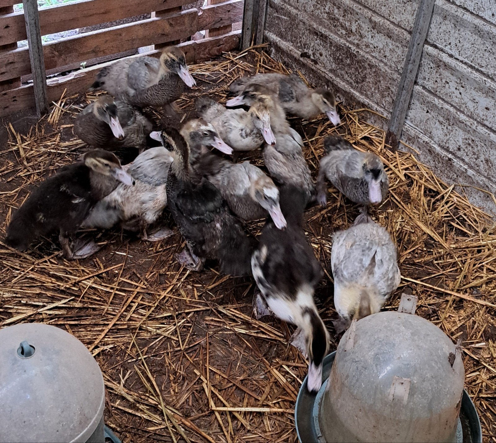 Barberie's, muskuseenden, Dieren en Toebehoren