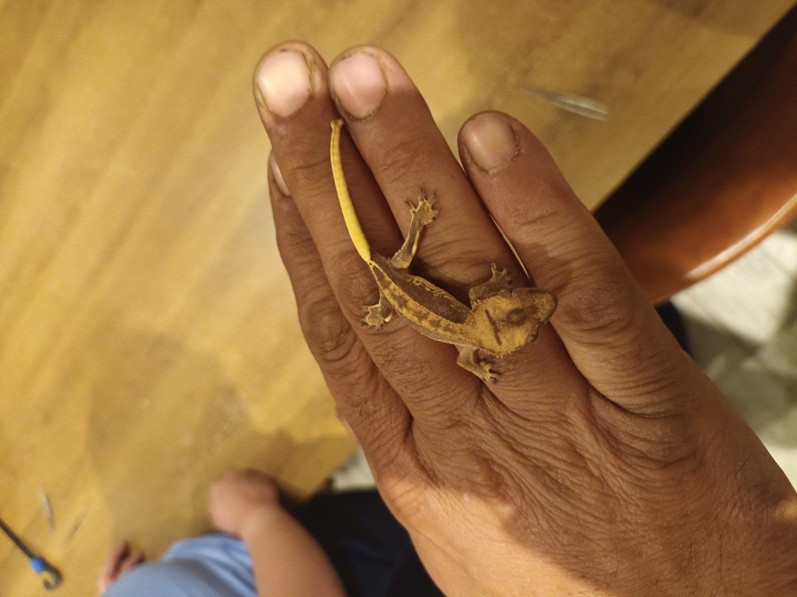 harleyquin wimpergecko, Animaux & Accessoires, Reptiles & Amphibiens, Autres espèces, 0 à 2 ans