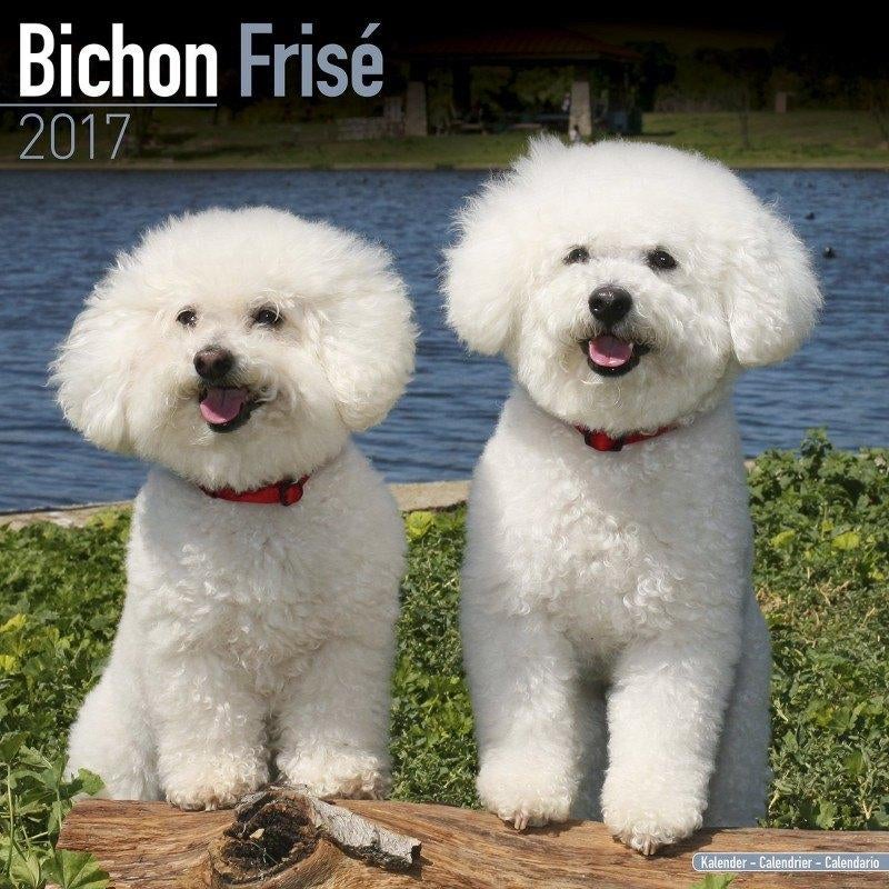 Bichon Frise 2017 Kalender, Ophalen of Verzenden, Jaarkalender, Nieuw