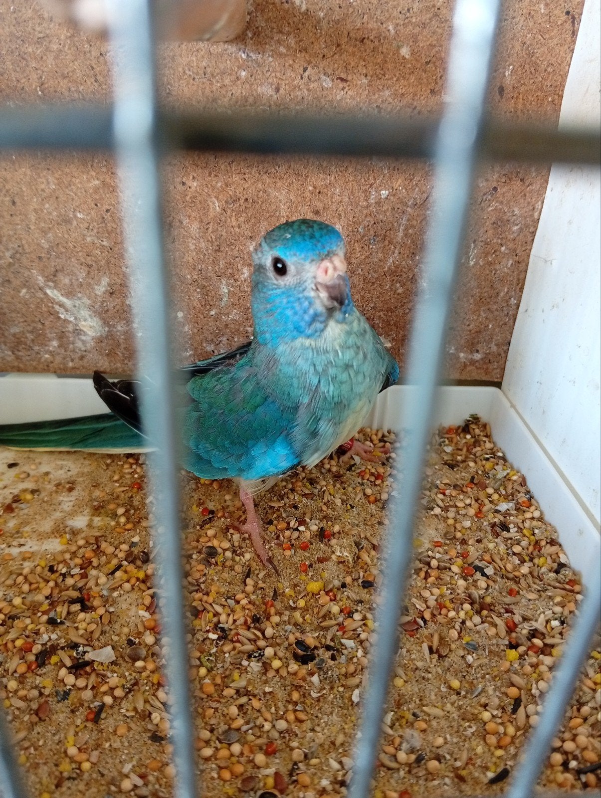 Splendid turquoise pop 24, Dieren en Toebehoren, Geringd
