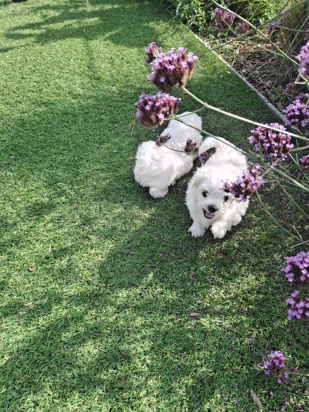 Maltezer pupjes, Maladie de Carré (chiens), Bichon maltais, 8 à 15 semaines, Plusieurs