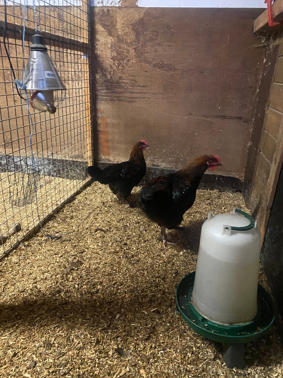 2 zwartkoper marans hanen, Dieren en Toebehoren, Mannelijk, Kip