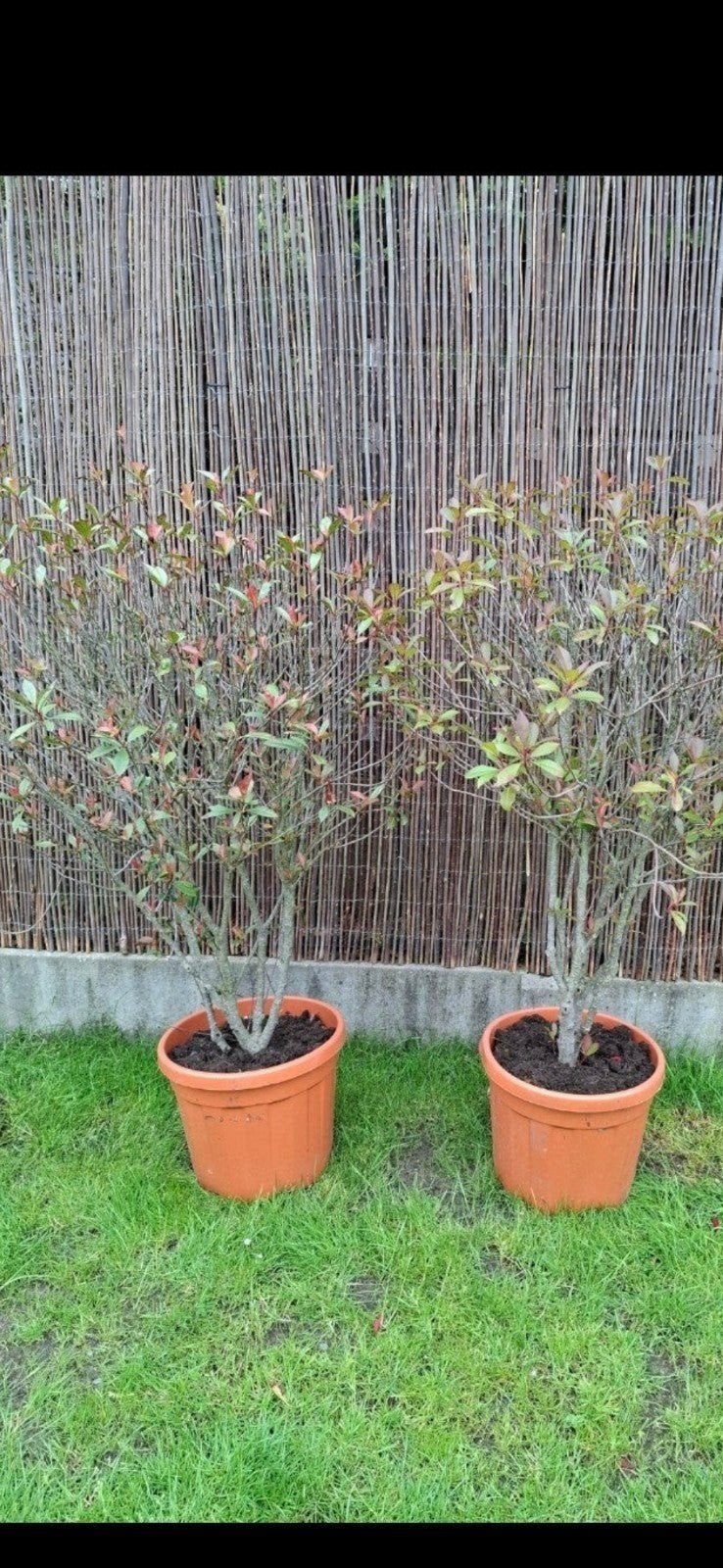 2 grote planten.150 cm + terracota pot, Ophalen