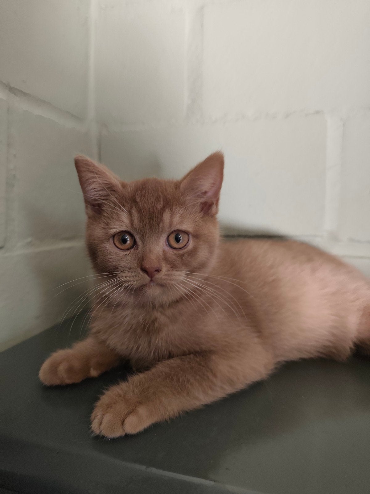 britse korthaar kitten, Dieren en Toebehoren, Kater, Gechipt, 0 tot 2 jaar