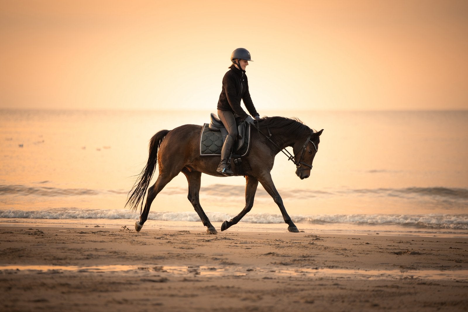 D-pony te koop, Met stamboom, Ruin, Dressuurpony, 11 jaar of ouder
