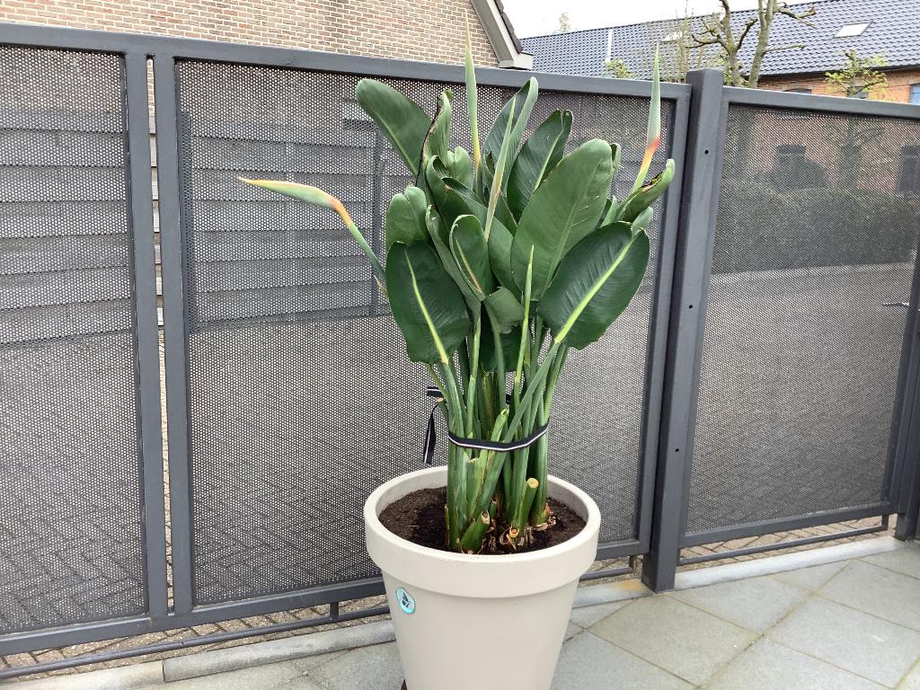 Strelitzia of paradijsvogelplant, Ophalen