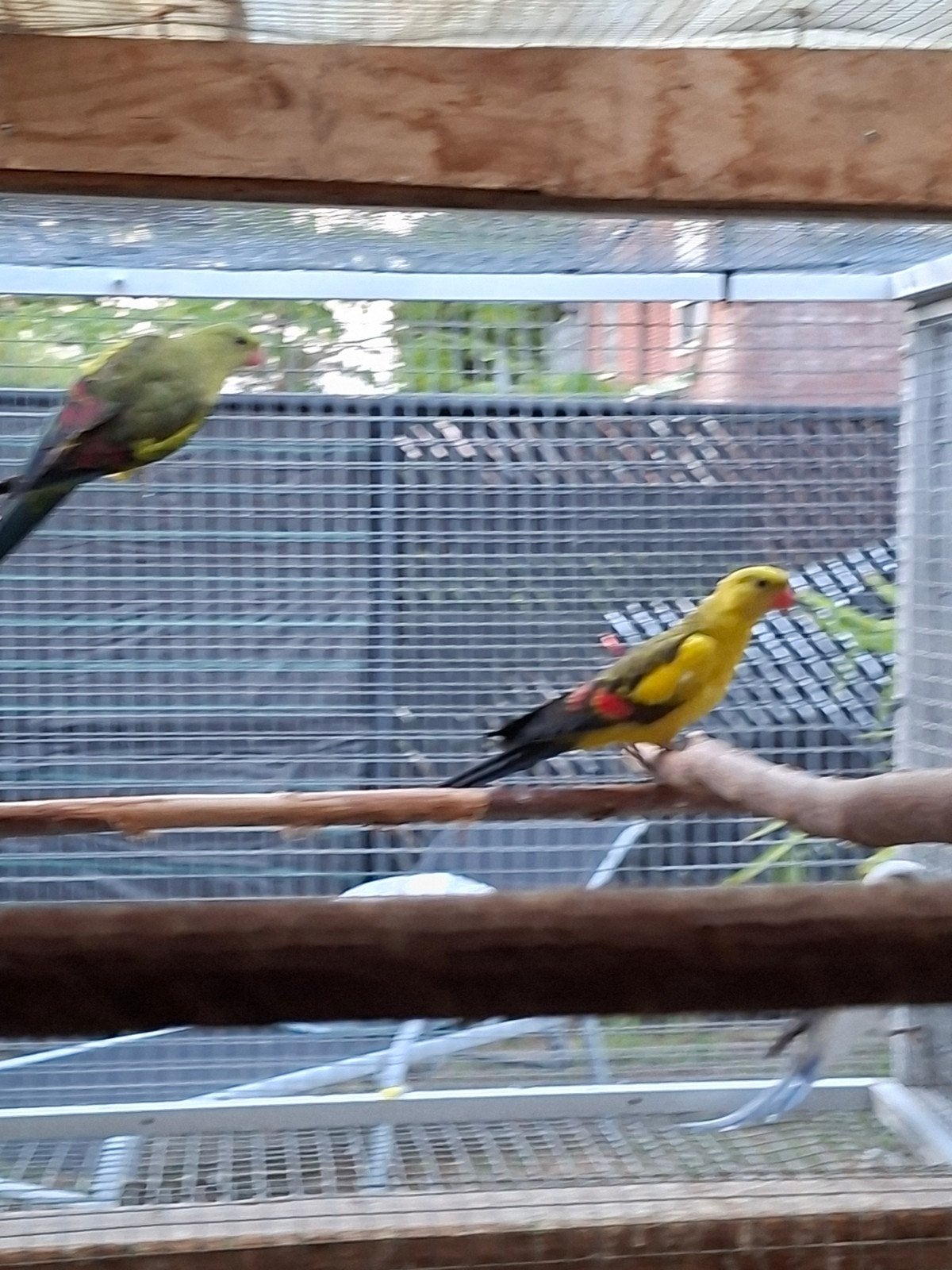 koppel bergparkieten, Dieren en Toebehoren, Vogels | Parkieten en Papegaaien
