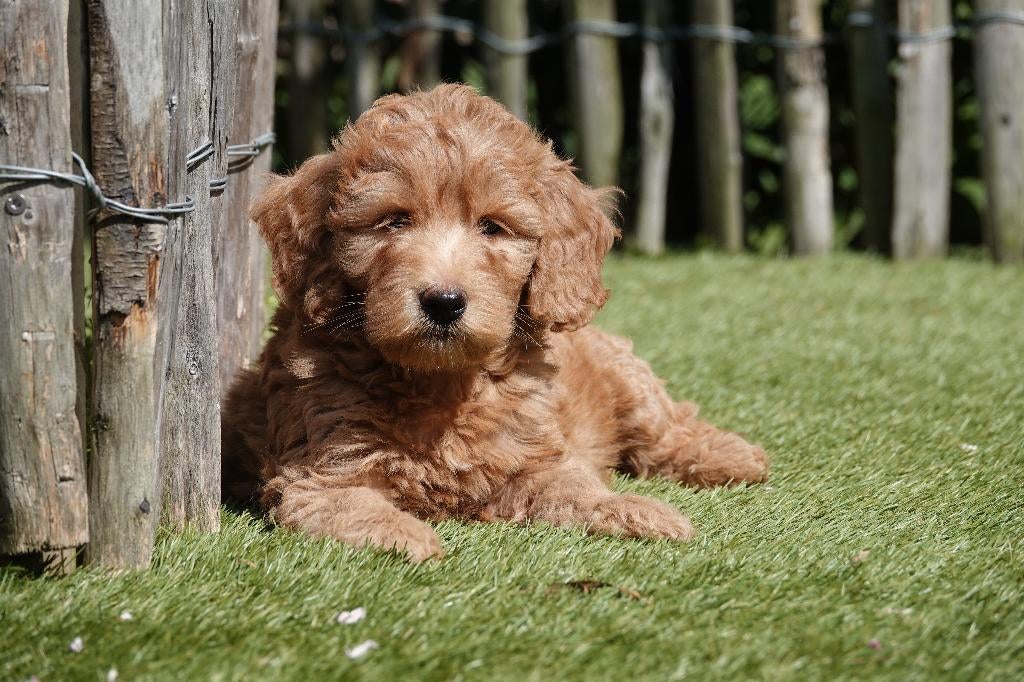 Prachtige abrikoze/rode medium Labradoodle pups met stamboom, Parvo, België, Overige rassen, 8 tot 15 weken
