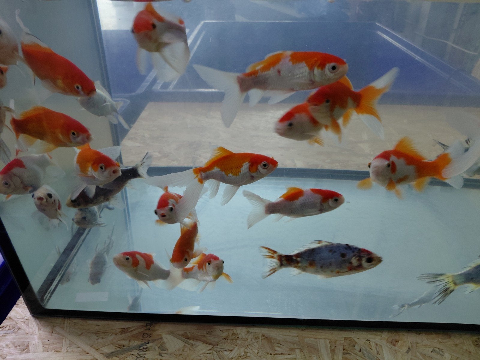 Sarasa en shubunkin, Dieren en Toebehoren