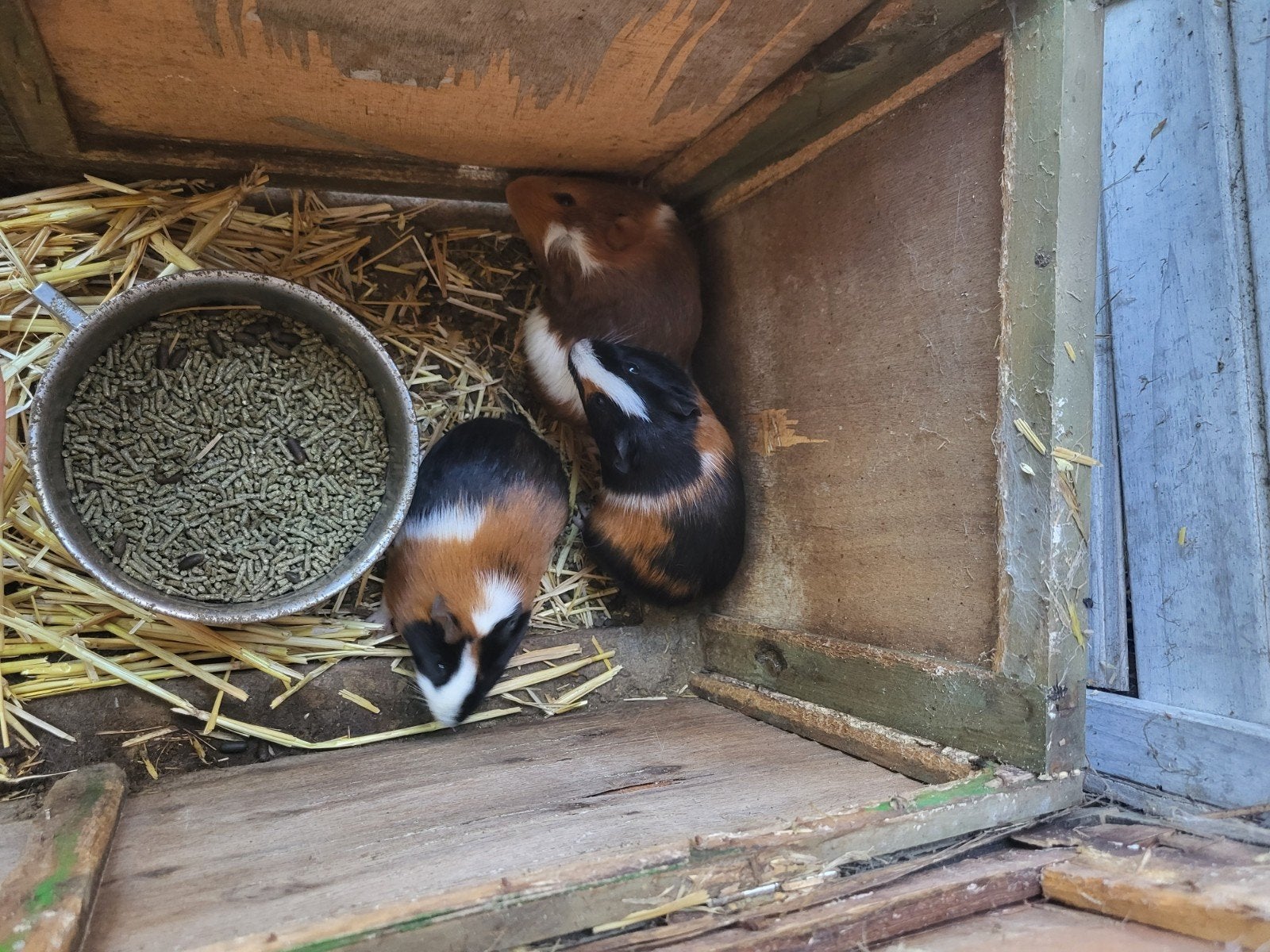 vrouwelijke cavia's, Dieren en Toebehoren, Juni, Vrouwelijk, Cavia