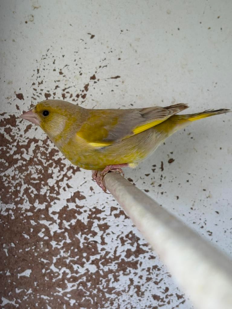 Isabel groenvinken, Dieren en Toebehoren, Vogels | Overige Vogels, Meerdere dieren, Wildzangvogel