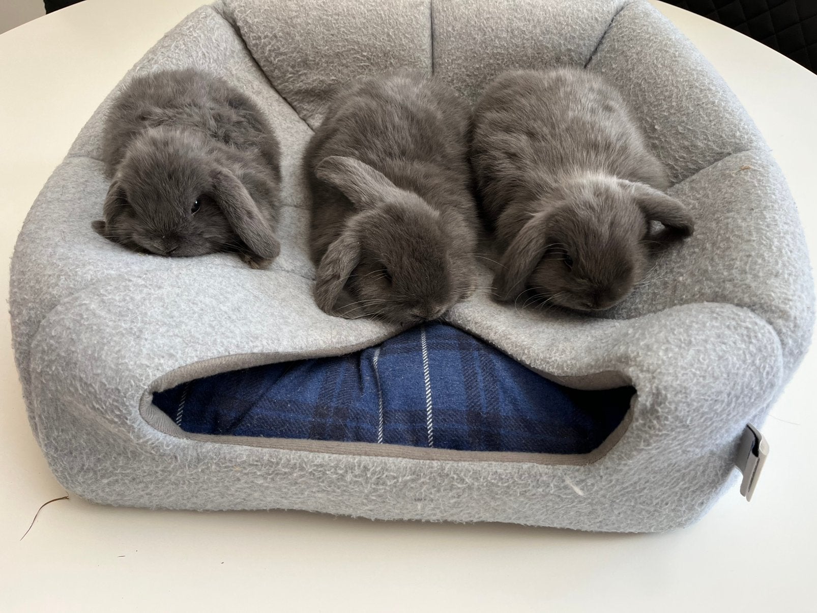 Mooi nestje NHD konijntjes, Dieren en Toebehoren, Dwerg, Hangoor, 0 tot 2 jaar