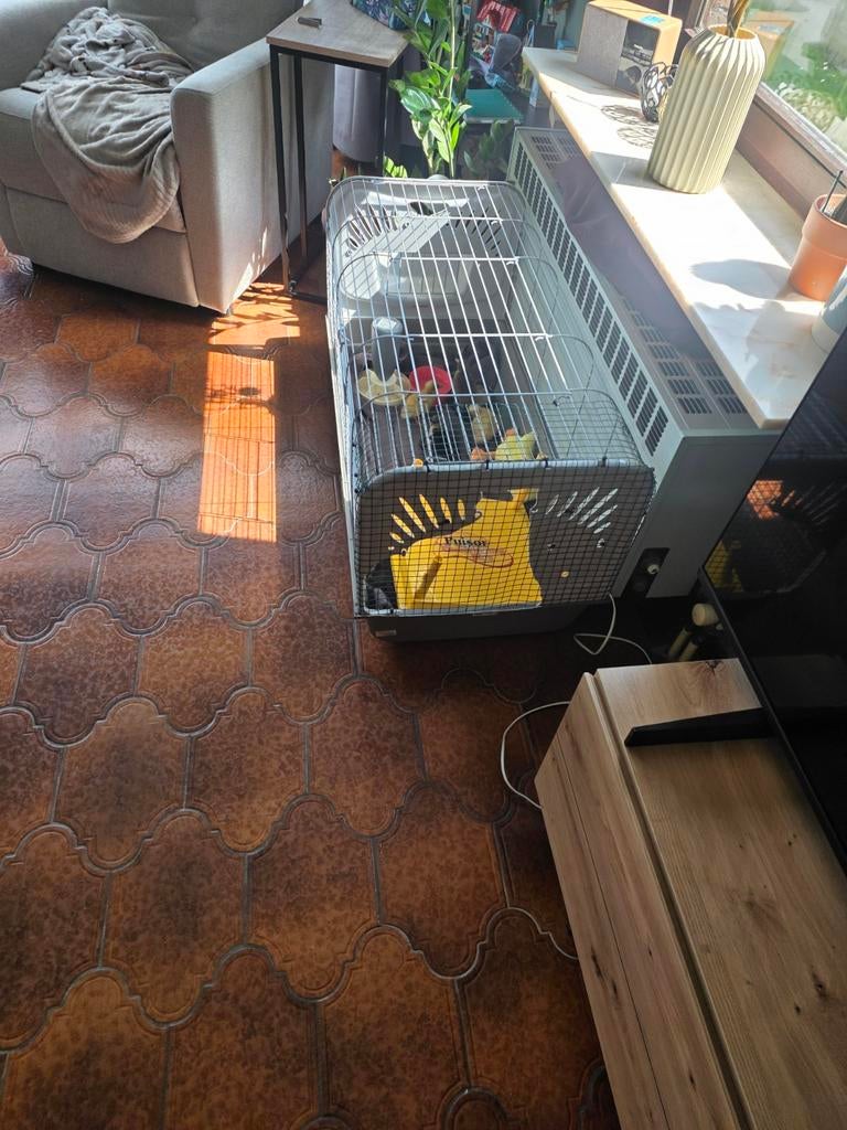 Indische loopeend kuikens 1week oud  8euro per stuk, Dieren en Toebehoren