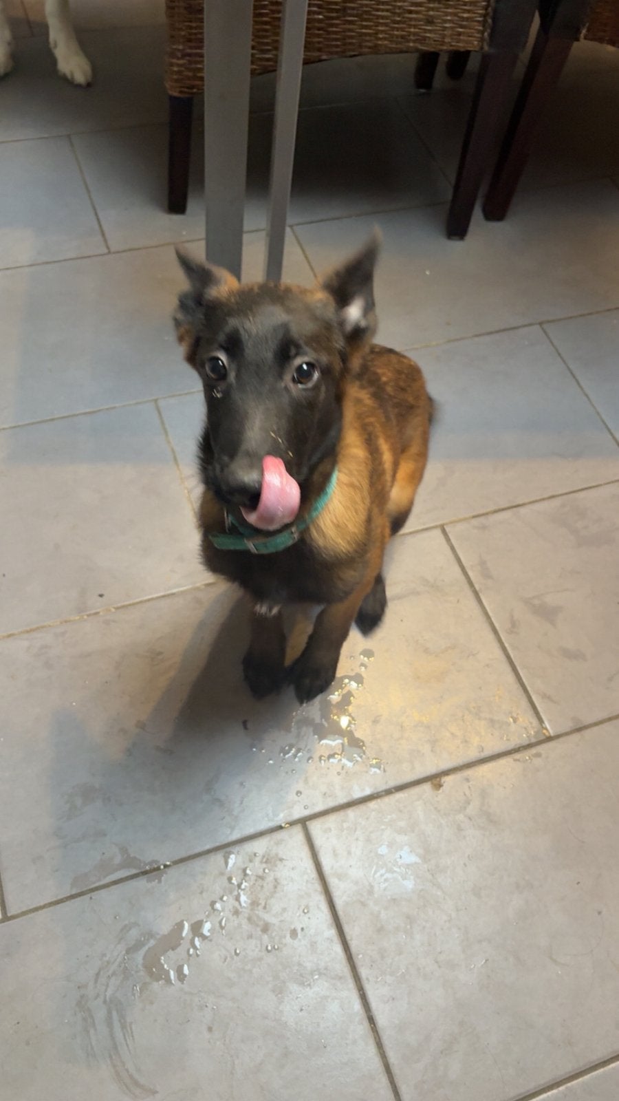Chiot malou 4 mois, Enlèvement
