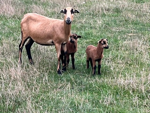 Heel mooie Kameroen schapen jonge ooien of ooien + lammetjes, Dieren en Toebehoren, Vrouwelijk, Schaap, 0 tot 2 jaar