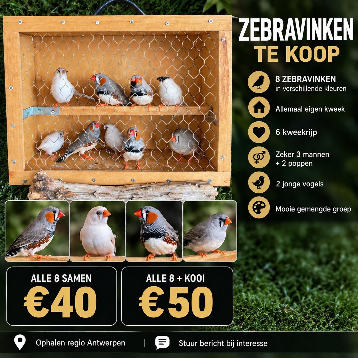 8 ZEBRAVINKEN – EIGEN KWEEK, Ophalen, Zo goed als nieuw, Overige typen
