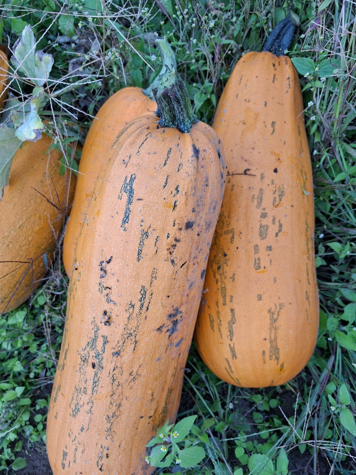 langwerpige zeer smaakvolle pompoenen, Divers, Produits alimentaires, Enlèvement ou Envoi