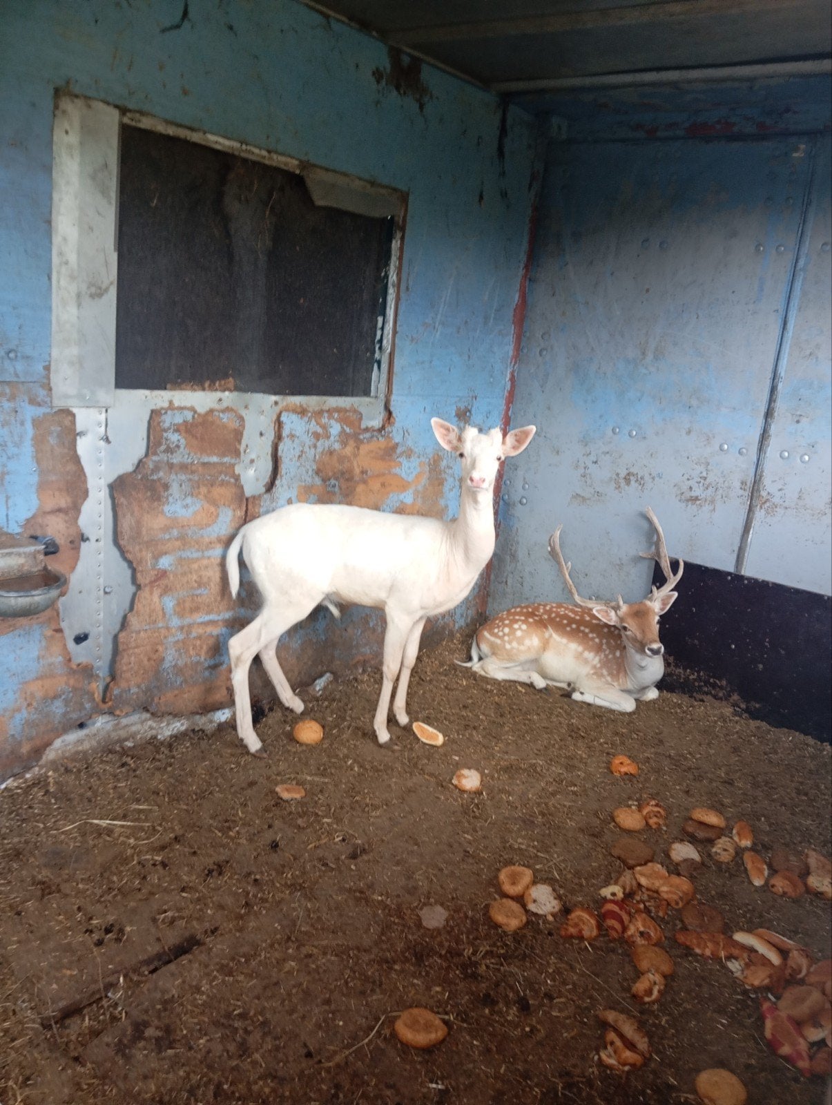 damhert witte bok, Animaux & Accessoires, Moutons, Chèvres & Cochons, Mâle, 0 à 2 ans