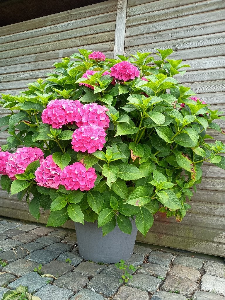 Hortensia, Tuin en Terras, Planten | Tuinplanten, Vaste plant, Halfschaduw, Zomer, Ophalen