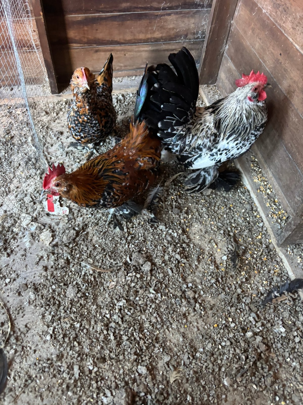 sabelpootkriel kipjes, Dieren en Toebehoren, Meerdere dieren, Kip