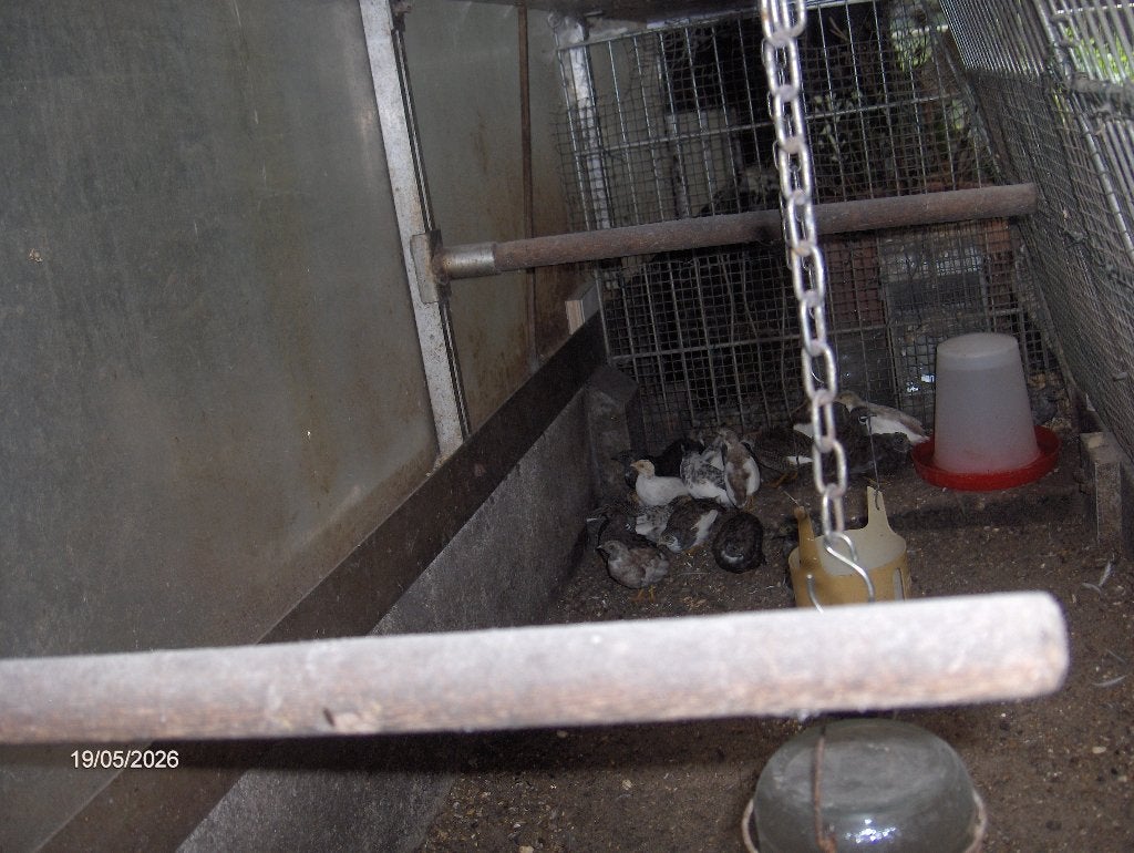Chinese dwergkwartels, Dieren en Toebehoren, Meerdere dieren, Wildzangvogel