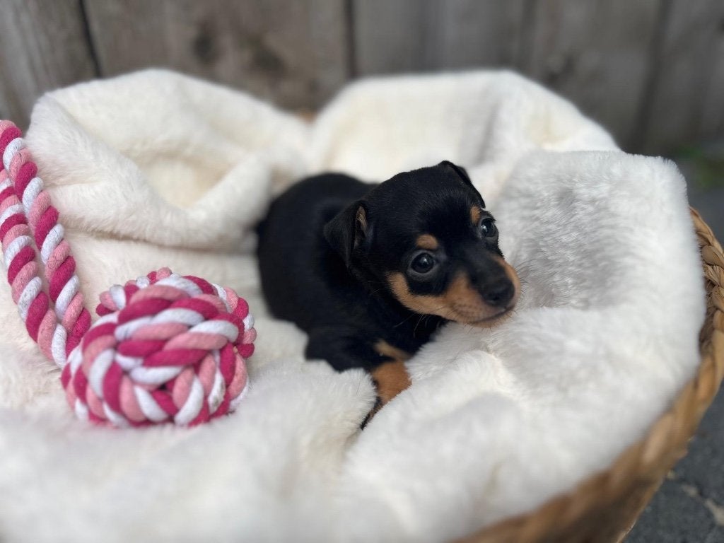 Prachtige dwergpinscher pups, Dieren en Toebehoren, Parvo, België, Overige rassen, 8 tot 15 weken