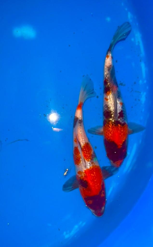 QG Tosai Hiroi 21-23 cm. Ginrin Showa, Carpe ou Koï