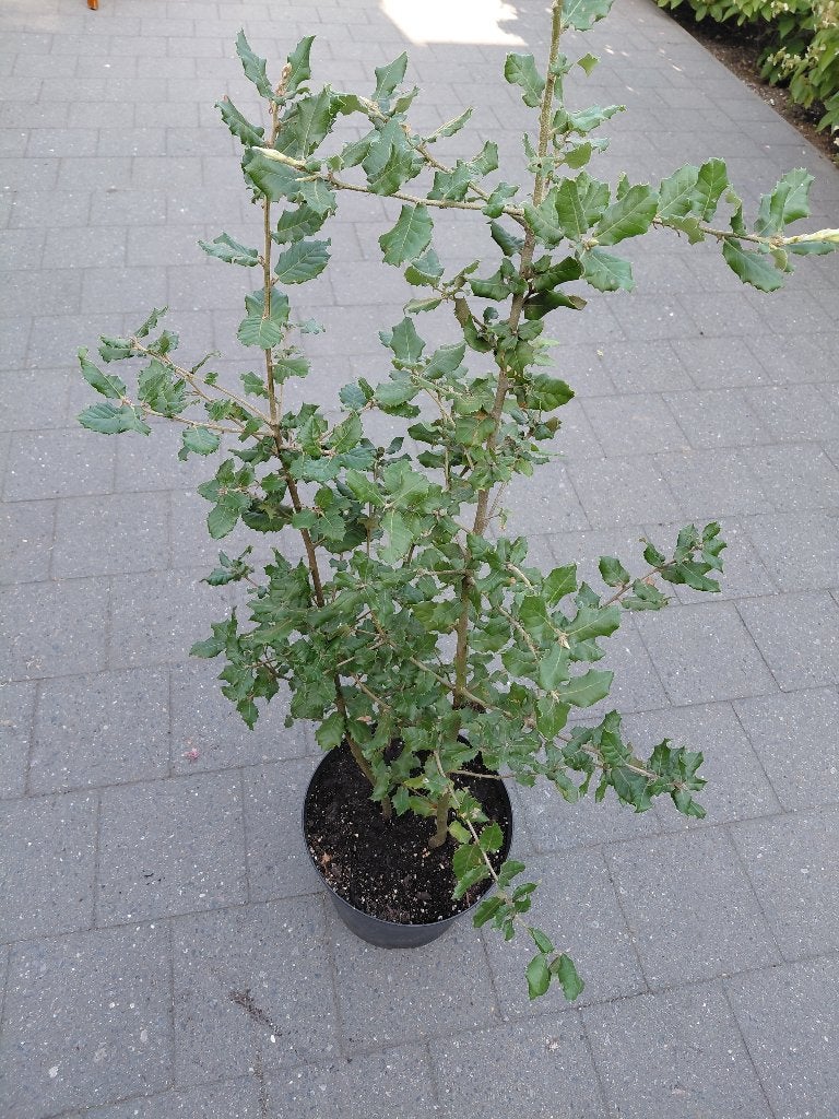 Querqus Ilex, Tuin en Terras, Planten | Bomen, Ophalen, Halfschaduw